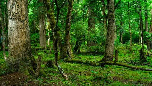 植樹節(jié)-春風(fēng)十里，正“植”有你【杭州易造】