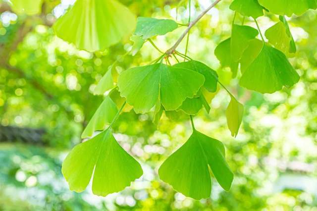 植樹節(jié)-春風(fēng)十里，正“植”有你【杭州易造】