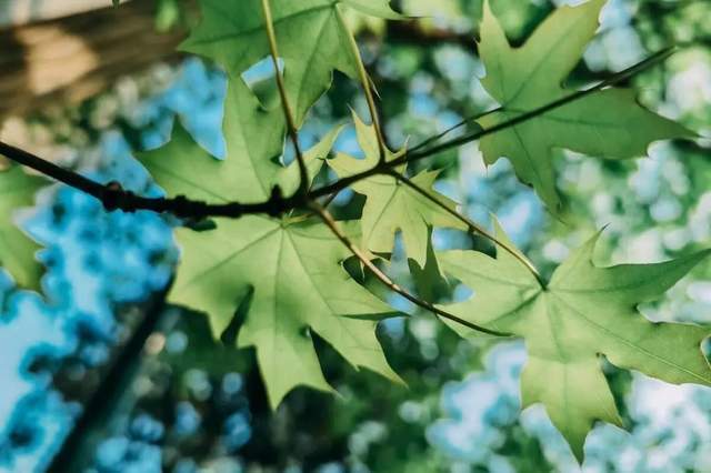 植樹節(jié)-春風(fēng)十里，正“植”有你【杭州易造】