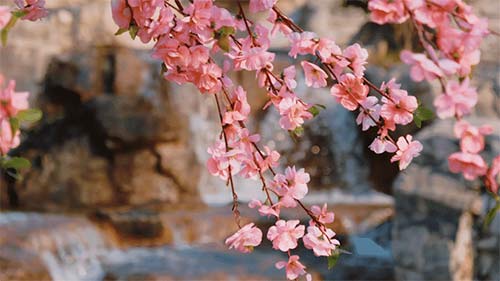 三八婦女節(jié)丨祝所有女神:愿你笑靨如花,一生不減芳華-杭州易造 三八婦女節(jié)丨祝所有女神:愿你笑靨如花,一生不減芳華-杭州易造