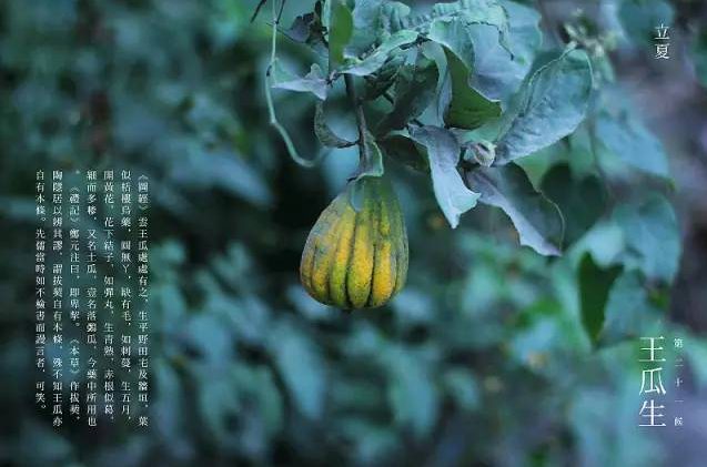 立夏六｜春光忽盡，夏木成陰【杭州易造】