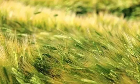 立夏六｜春光忽盡，夏木成陰【杭州易造】