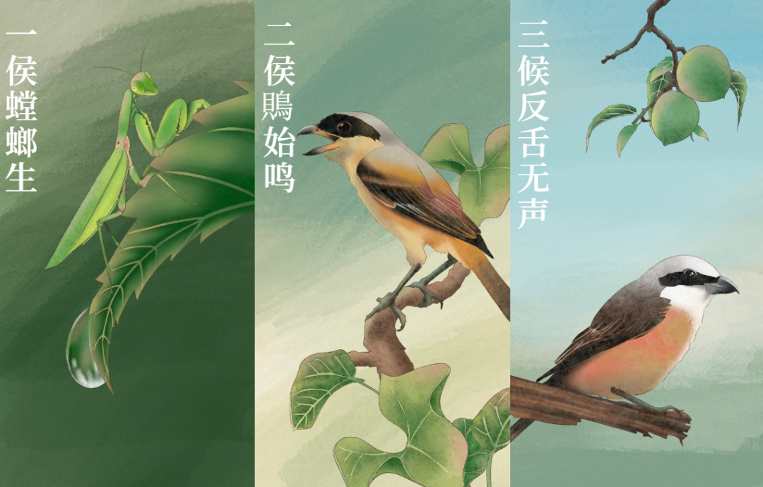 芒種 | 風吹麥成浪，蟬鳴夏始忙-三候