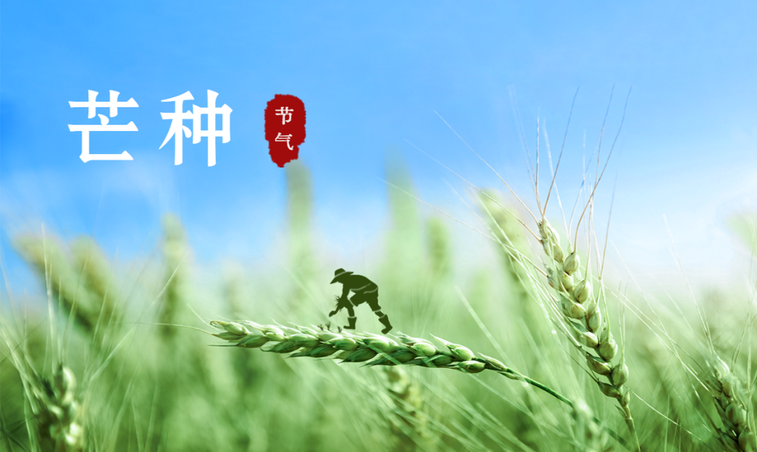 芒種 | 風吹麥成浪，蟬鳴夏始忙【杭州易造】
