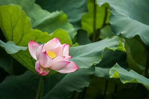 夏至 | 蟬噪林逾靜，鳥鳴山更幽【杭州易造】