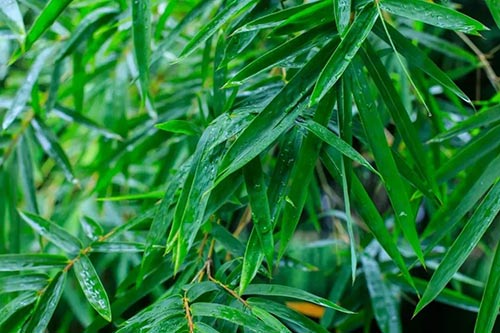 夏至 | 蟬噪林逾靜，鳥鳴山更幽【杭州易造】